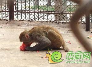 吃瓜戏猴,揭秘猴界奇闻轶事