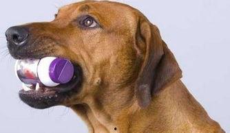 狗狗吃的角瓜怎么吃,营养美味，轻松制作