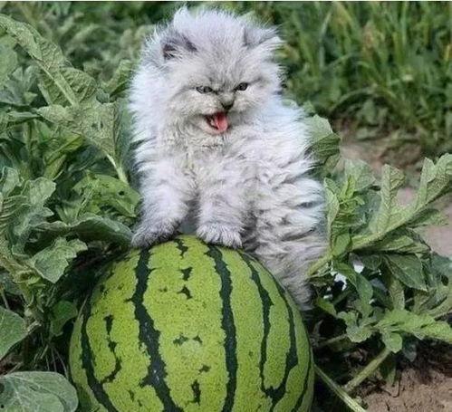 吃瓜猫猫头像高清,高清吃瓜猫猫头像魅力解析