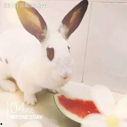 吃瓜的兔子的图片,趣味横生的瞬间捕捉