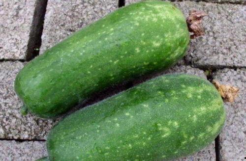 河北徐女士吃瓜