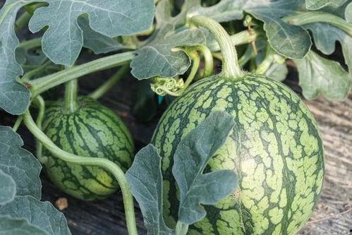 吃专业的瓜,揭秘专业吃瓜者的美食之旅