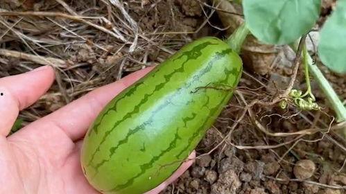 这个夏天吃的瓜,清凉一夏的甜蜜诱惑