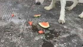 西瓜小狗吃瓜,西瓜小狗的甜蜜瓜趣之旅