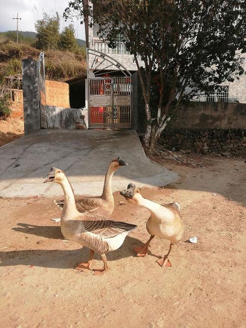 扒鹅吃瓜,揭秘娱乐圈背后的那些事儿