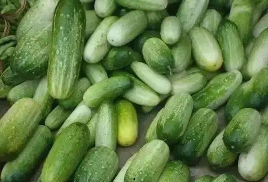 云南职校吃瓜,揭秘校园里的“瓜田”趣闻