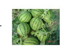 丰县吃瓜事件,揭开乡村食品安全背后的隐忧