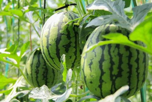 老费吃瓜,揭秘娱乐圈那些不为人知的幕后故事