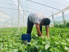 杜村吃瓜,揭秘乡村生活的甜蜜与苦涩