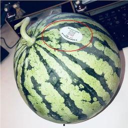 炸裂网红吃瓜,揭秘娱乐圈幕后真相