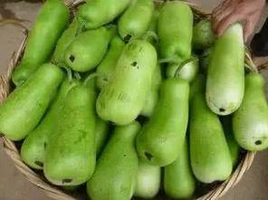 吃葫芦瓜烧心,揭秘消暑美食背后的健康之谜