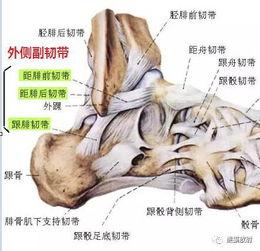 韧带损伤可以吃瓜吗,适量吃瓜助力康复