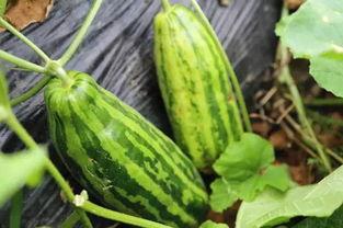 绝意吃瓜,揭秘娱乐圈背后的真相与是非