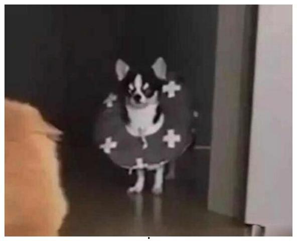 狗狗吃瓜围观图片搞笑,狗狗吃瓜围观，萌态百出笑翻天