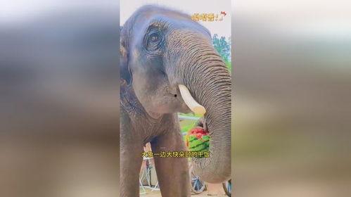 大象的视频吃瓜,瓜果盛宴的欢乐瞬间