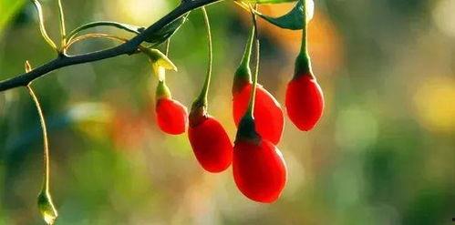 吃瓜的菲菲,吃瓜菲菲的趣味生活点滴