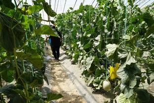 文县的吃瓜视频