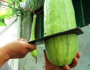 继续吃大瓜,精彩纷呈，继续吃大瓜！