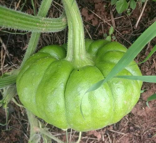 什么瓜吃对身体不好,哪些“甜蜜”瓜果可能损害健康