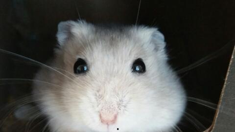 吃瓜囤囤鼠定制,揭秘娱乐圈幕后那些事儿