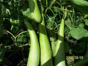 爬窗吃瓜ing,揭秘娱乐圈幕后风云