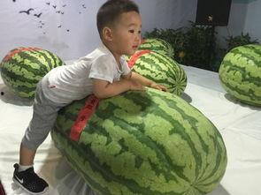 安阳吃瓜事件,一场网络狂欢背后的真相与反思