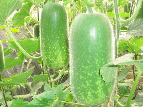 月夷族吃瓜,瓜果盛宴背后的文化传承