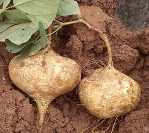 土瓜感冒可以吃吗,土瓜感冒期间的适宜食用指南