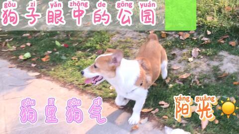 吃瓜跳下去,一场意外的悲剧