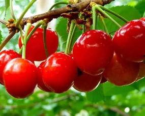 樱桃宝宝吃瓜视频,萌态十足引网友热议