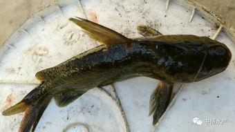 吃瓜虫鱼,揭秘海洋中的神秘美食