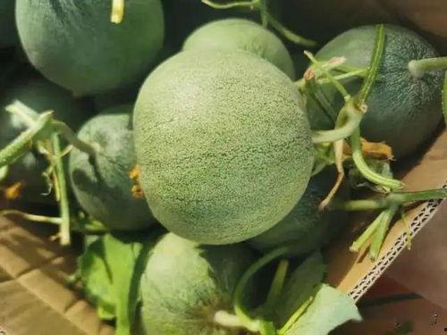 涵美铝 在线吃瓜