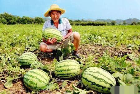 牟平路边吃瓜,街头文化新风尚