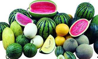 广州吃西方瓜视频