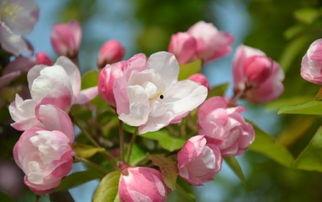 吃瓜西府海棠,品味古韵今风