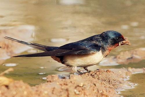 小燕子每日吃瓜,娱乐圈新鲜事盘点