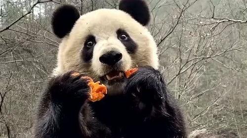 骑着熊猫吃瓜