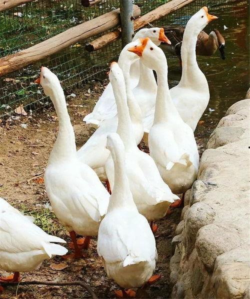 鹅子姐吃瓜,揭秘娱乐圈幕后故事