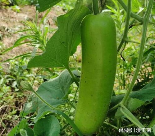 瓠子瓜怎么烧着吃,烧制美味新体验