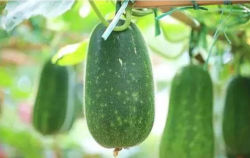 瓜吃是什么,揭秘夏日消暑美食的神奇魅力