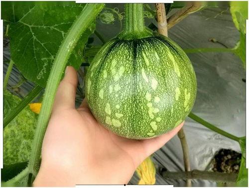 吃瓜小芊,揭秘娱乐圈幕后故事