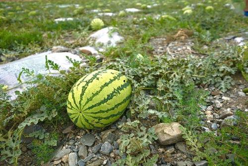 野哥吃的什么瓜,揭秘那些让人欲罢不能的瓜果美味